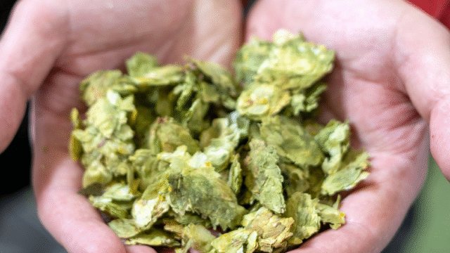 Gower Brewery 2 Sophie Paull (1)