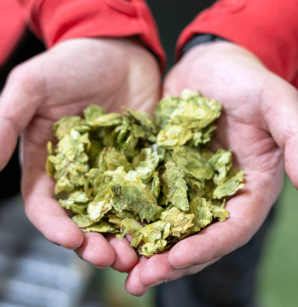 Gower Brewery 2 Sophie Paull (1)